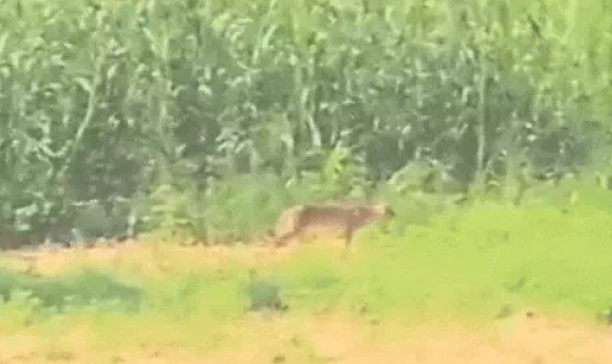 Leopard entered Haryana, administration released VIDEO: Panic among people, children imprisoned in homes; The forest department said - it looks like a wild cat from its tail and body.